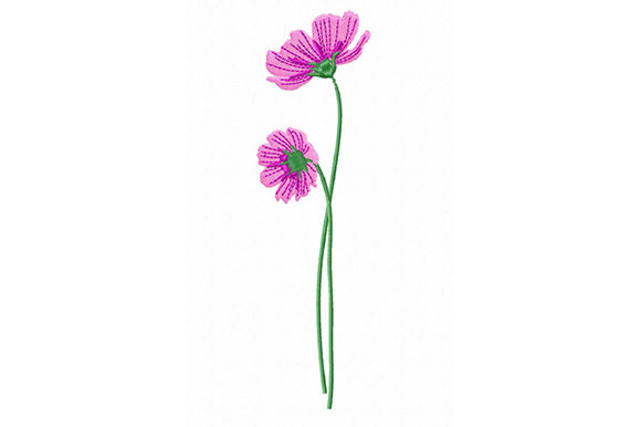 Pink Cosmos Flowers